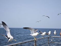 -海驴岛(荣成市)