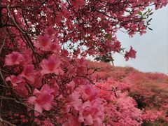 -木兰云雾山