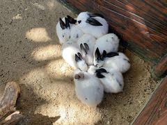 -大连森林动物园