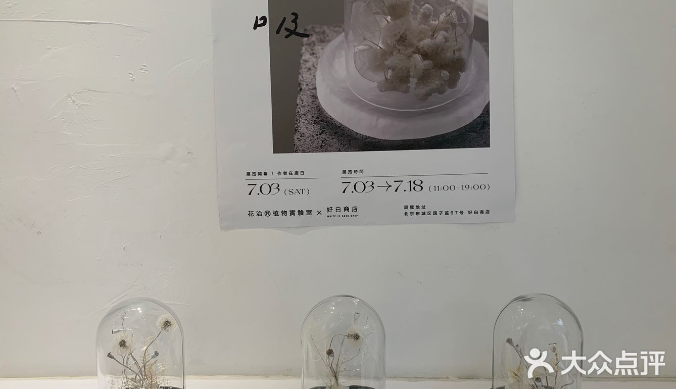 白色蒲公英的约定