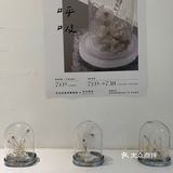 白色蒲公英的约定