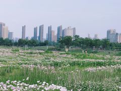 -洋湖国家湿地公园