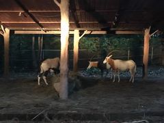 -清迈夜间动物园