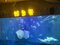 -合肥海洋世界