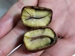 -小宝栗子(嘉华国际商业中心店)