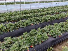 -喜杨洋草莓采摘园