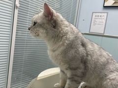 -纳吉亚猫专科动物诊疗中心(蒋宅口分院)