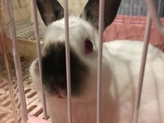 -藦茜花园宠物主题亲子互动体验馆(国顺东路店)