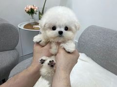-萌宠之家·腊肠犬·马尔泰·小体犬舍