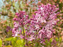 -海棠花溪(元大都城垣遗址公园)