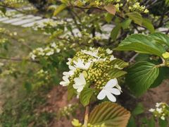 -东莞植物园