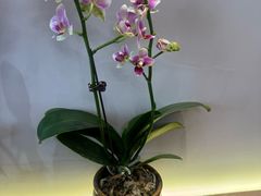 -Tomado绿色烘焙(大尧三路店)