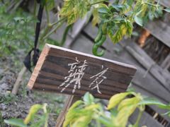 -樂桃源奉贤黄桃种植采摘基地