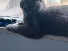 -瑞派名望志远动物医院·猫科·內科·异宠专科(直港大道店)
