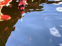 -香麒园·过桥米线·南湖雅宴