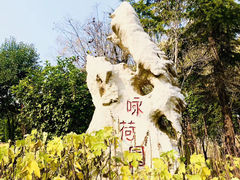 -微山湖红荷湿地景区
