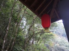 -九龙江国家森林公园