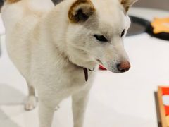 -柴务处·柴犬主题狗咖