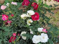 -人民公园(罗湖区)