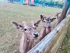 -苏州太湖西山岛开心农场