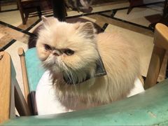 -猫色咖啡·猫咖