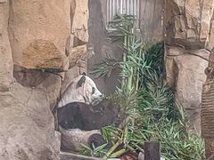-成都动物园