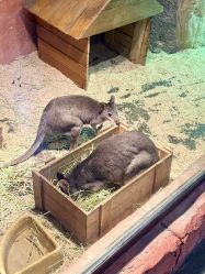 -Zoolung Zoolung动物主题公园(海信广场店)