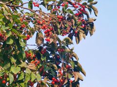 -元大都城垣遗址公园