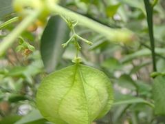 -广州神农草堂中医药博物馆
