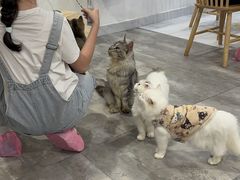 -楼上猫咖(罗湖店)