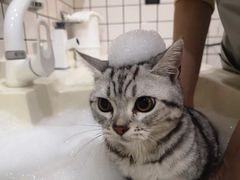 -猫大福·Fortune Cat猫舍(百子湾店)