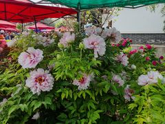 -洛阳市隋唐城遗址植物园