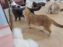 -1013 PET SHOP 宠物商店(近铁城市广场店)