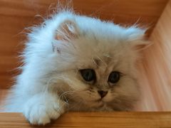 -钦宠·猫咪售卖·洗护·寄养(东圃旗舰店)