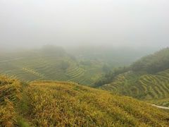 -紫鹊界梯田景区
