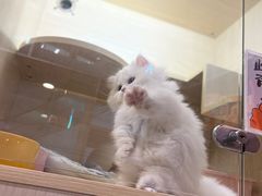 -屋虎猫馆(宝安大仟里店)