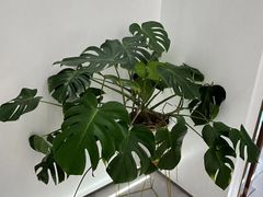 -固瑞齿科·口腔·种植·矫正(恒隆分院)