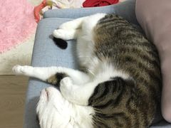 -守诺宠物医院·眼科· 特色牙科·异宠专科(虹口店)