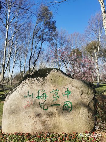 今天的梅花山,让你在花海中游走