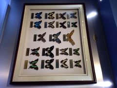 iphone_upload_pic-上海昆虫博物馆