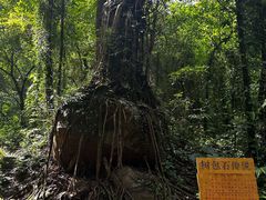 -莫里热带雨林景区