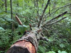 -五营红松林海景区