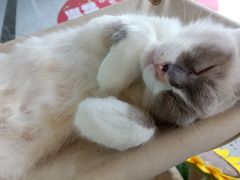 -喵喵咪呀布偶猫咖(春熙路店)