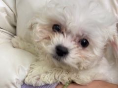 -美联众合动物医院·24h转诊中心