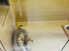 -袖虎猫馆(十亩地店)