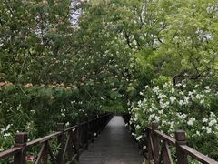 -贡湖湾湿地公园