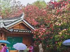 -贵州百里杜鹃风景名胜区