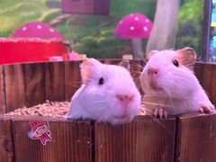 -正佳雨林生态植物园