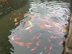 -苏州吴宫泛太平洋酒店