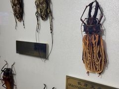 -上海昆虫博物馆